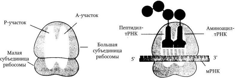 Медицинская микробиология, иммунология и вирусология