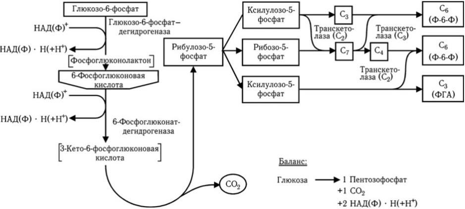 Медицинская микробиология, иммунология и вирусология