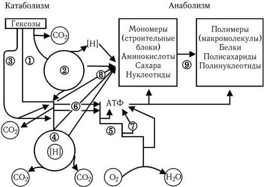 Медицинская микробиология, иммунология и вирусология