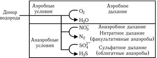 Медицинская микробиология, иммунология и вирусология