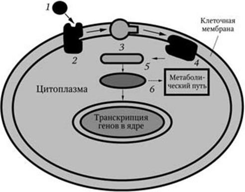 Медицинская микробиология, иммунология и вирусология