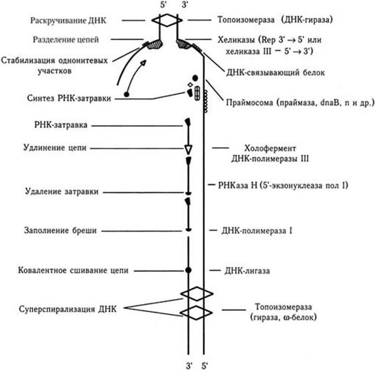 Медицинская микробиология, иммунология и вирусология