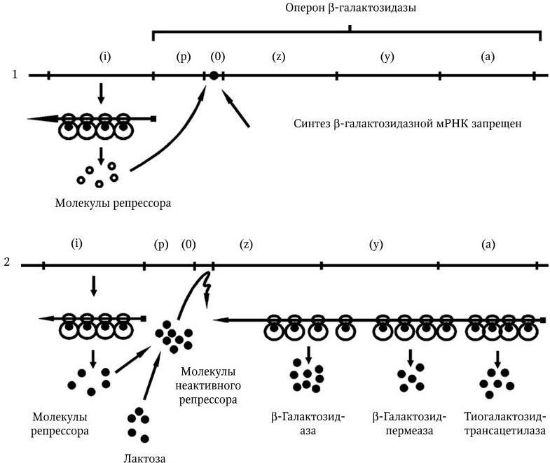 Медицинская микробиология, иммунология и вирусология