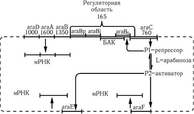 Медицинская микробиология, иммунология и вирусология