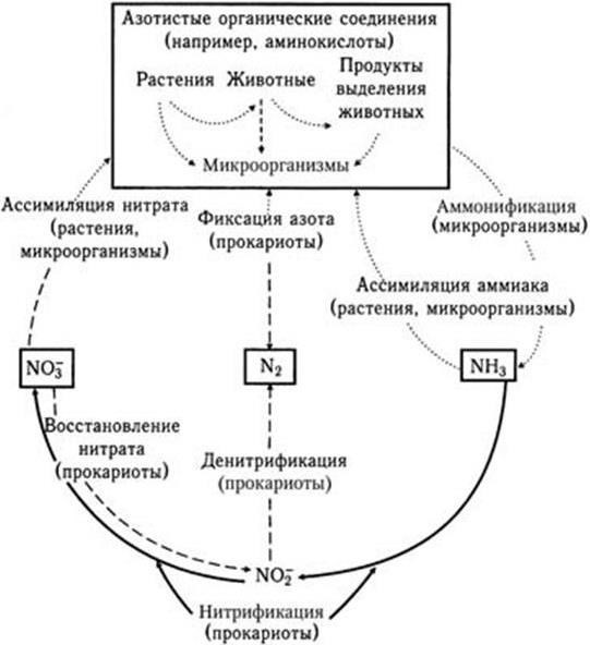 Медицинская микробиология, иммунология и вирусология