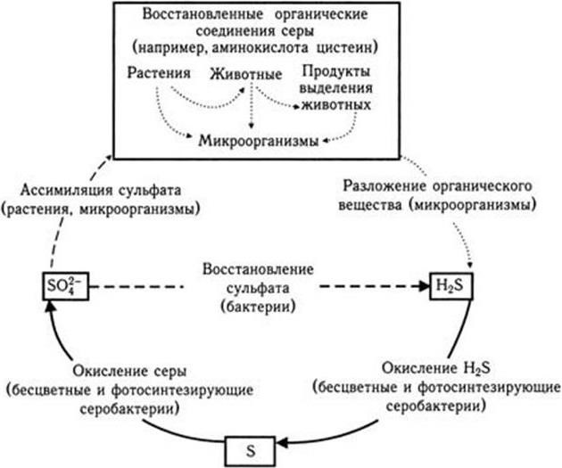 Медицинская микробиология, иммунология и вирусология