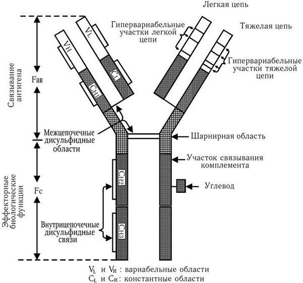 Медицинская микробиология, иммунология и вирусология