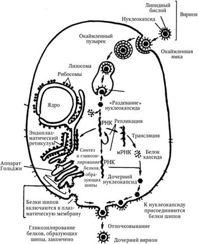 Медицинская микробиология, иммунология и вирусология