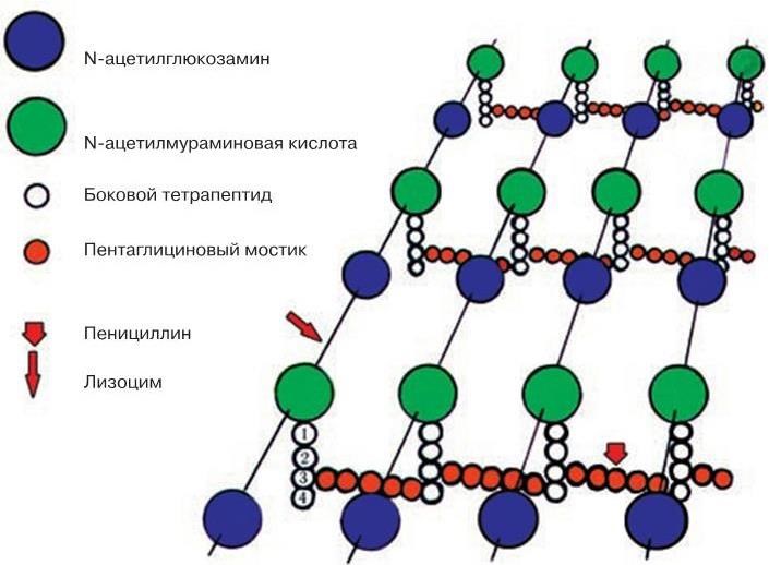 Медицинская микробиология, иммунология и вирусология