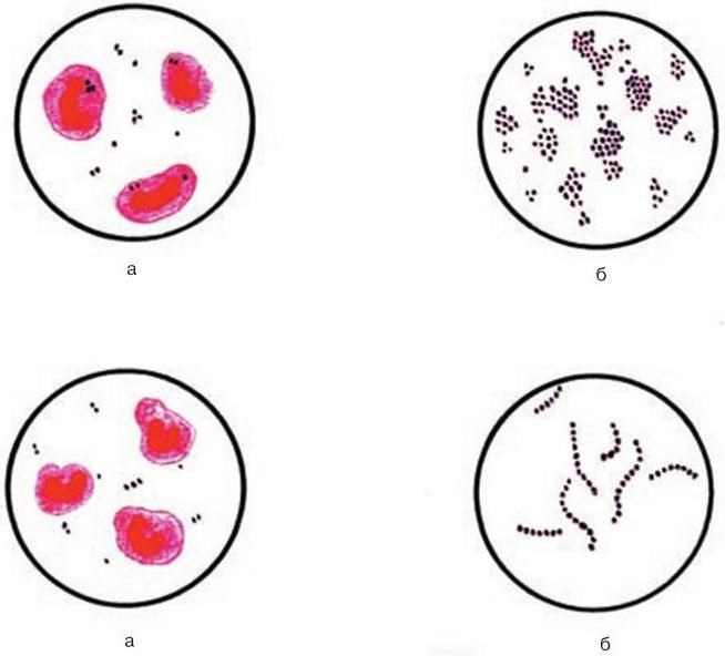 Медицинская микробиология, иммунология и вирусология