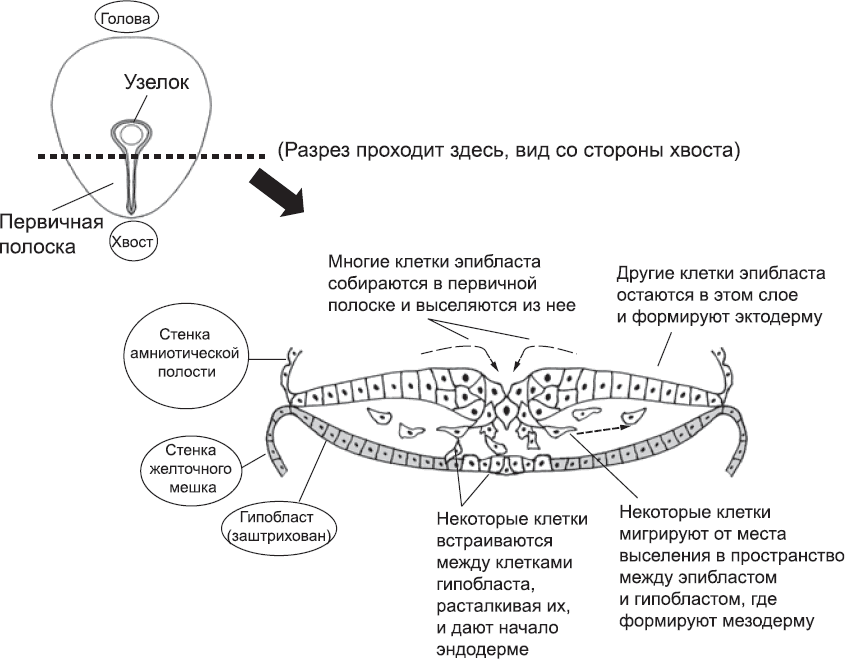 Онтогенез. От клетки до человека