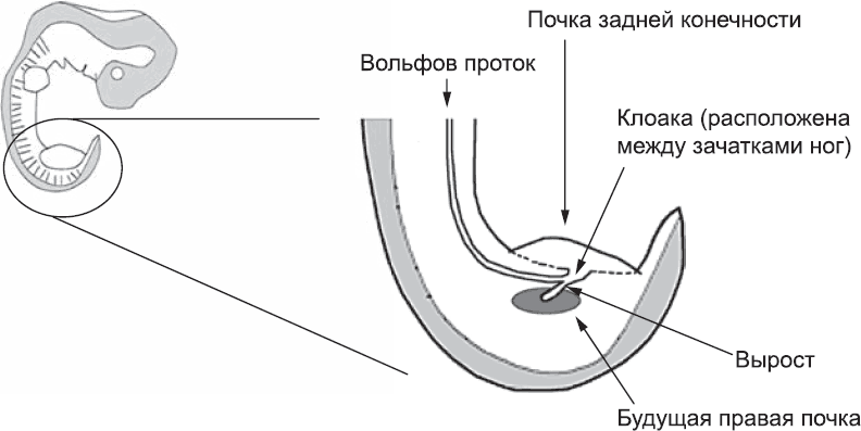 Онтогенез. От клетки до человека