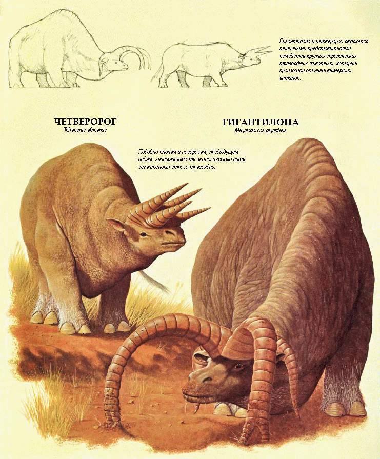 дугал диксон после человека зоология будущего. дугал диксон зоология будущего. зоология будущего дугал диксон. зоология будущего дугал диксон книга. книга дугал диксон зоология будущего.