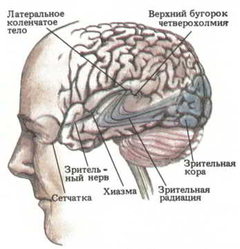 Мозг, разум и поведение