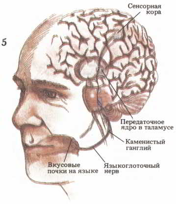 Мозг, разум и поведение