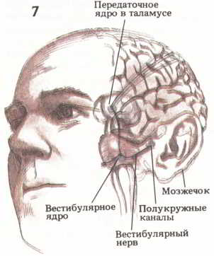 Мозг, разум и поведение