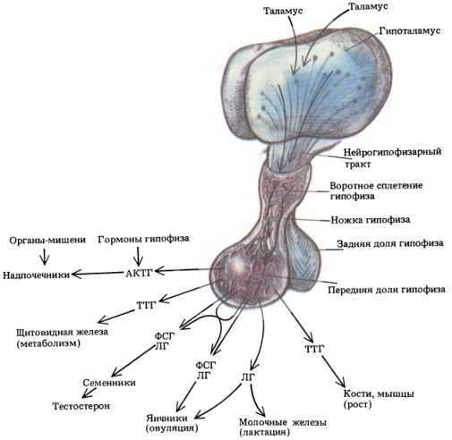 Мозг, разум и поведение