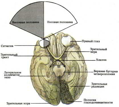 Мозг, разум и поведение