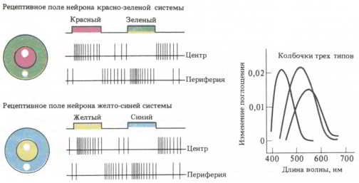 Мозг, разум и поведение