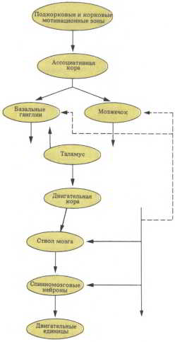 Мозг, разум и поведение