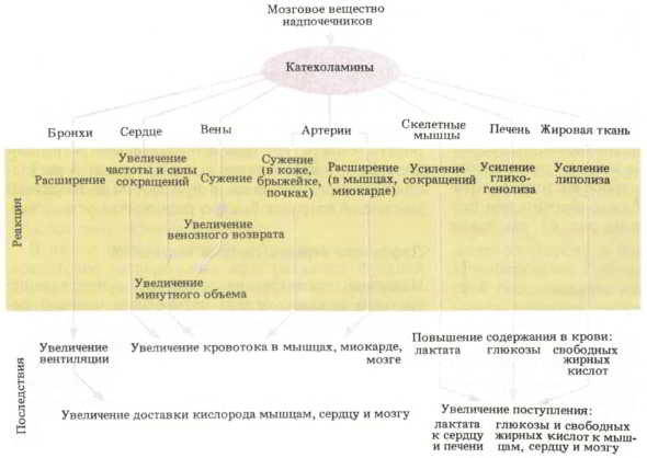 Мозг, разум и поведение