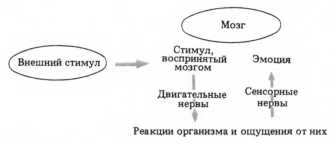 Мозг, разум и поведение