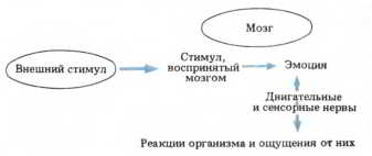 Мозг, разум и поведение