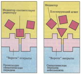 Мозг, разум и поведение