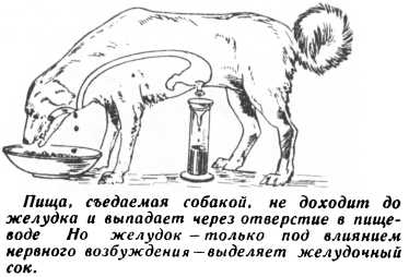 Мозг, разум и поведение