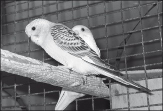 Разведение и содержание волнистых попугайчиков