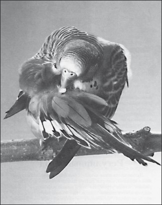 Разведение и содержание волнистых попугайчиков
