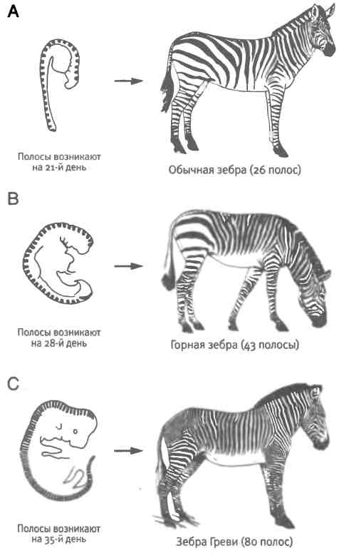 Берберийский леопард. Млекопитающие животные. Коста рика тапир. Примеры угрожающей окраски. Травоядные млекопитающие.