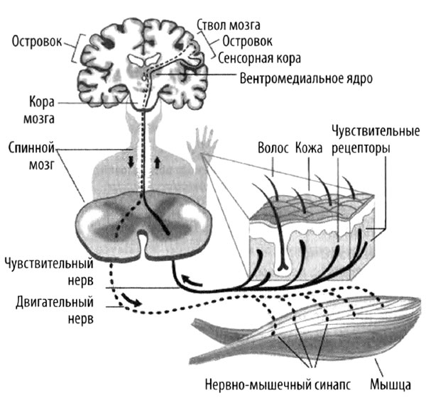 Эволюция разума