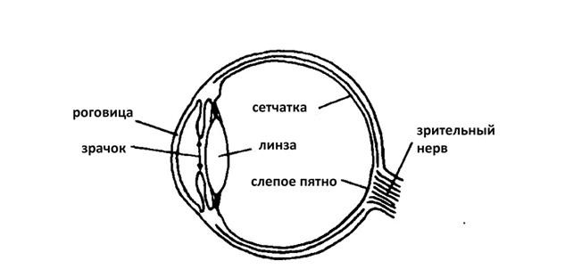 Слепого пятна сетчатки глаза