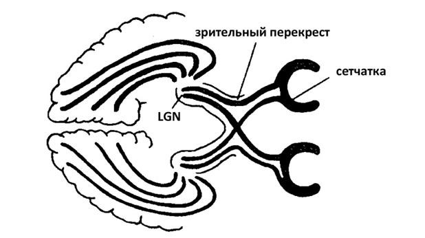 Иллюзия пользователя. Урезание сознания в размерах