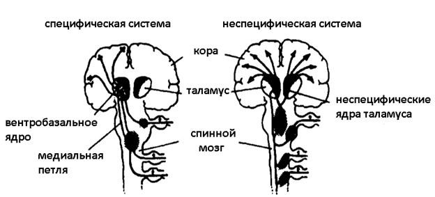 Иллюзия пользователя. Урезание сознания в размерах