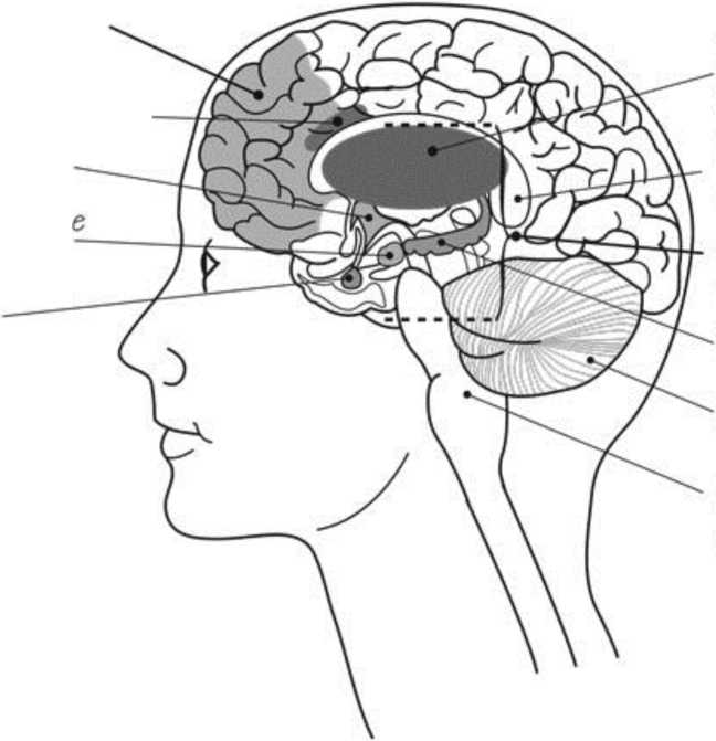 «Мозг Будды: нейропсихология счастья, любви и мудрости»
