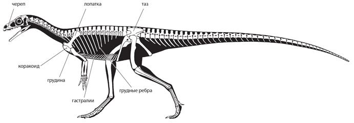 Динозавры. 150 000 000 лет господства на Земле