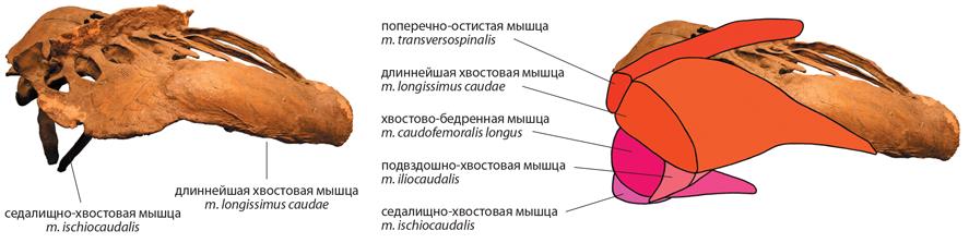 Динозавры. 150 000 000 лет господства на Земле