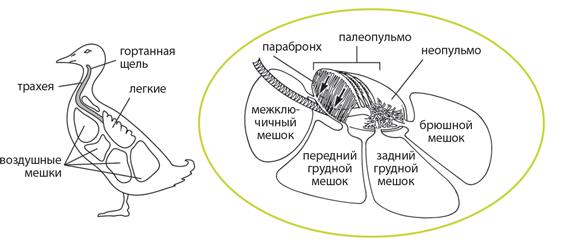 Динозавры. 150 000 000 лет господства на Земле