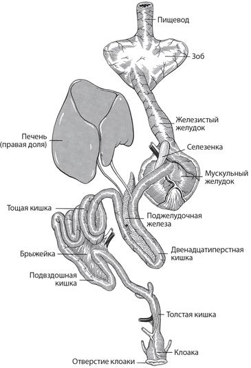 Динозавры. 150 000 000 лет господства на Земле