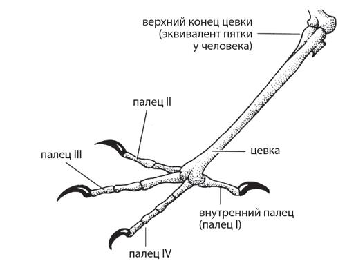 Динозавры. 150 000 000 лет господства на Земле