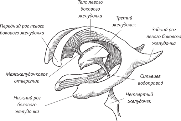 задние рога боковых желудочков