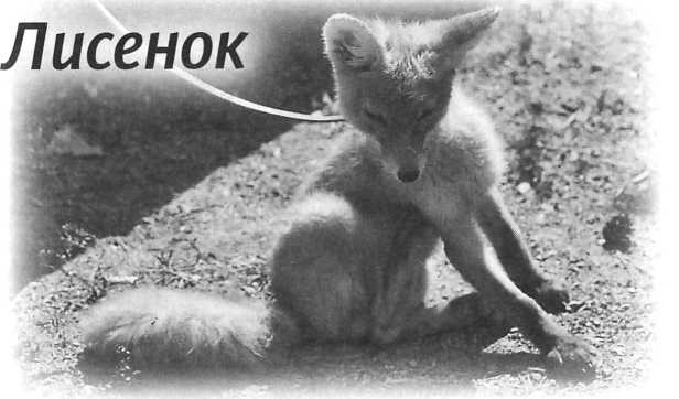 Сашина философия и другие рассказы