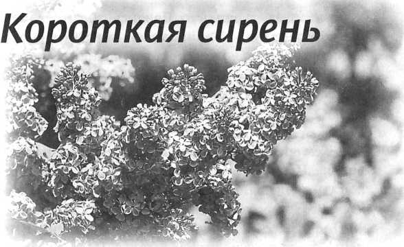 Сашина философия и другие рассказы