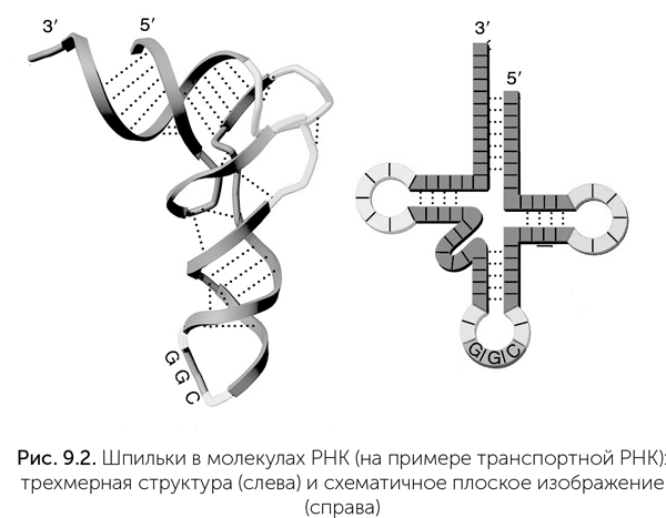 Происхождение жизни