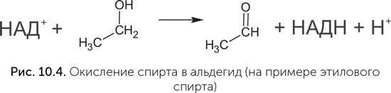 Происхождение жизни