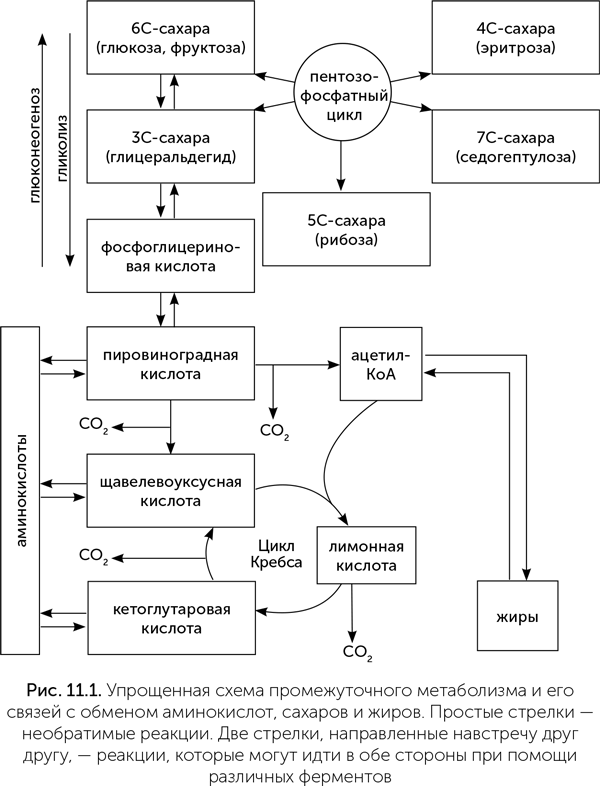 Происхождение жизни