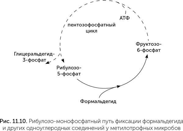 Происхождение жизни