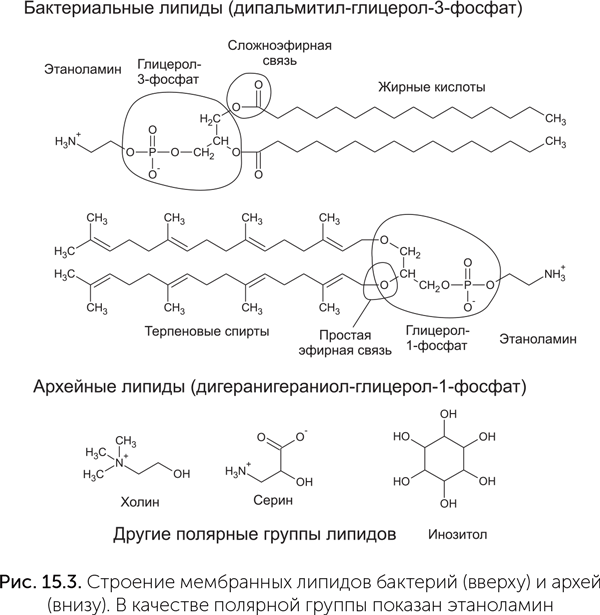 Происхождение жизни